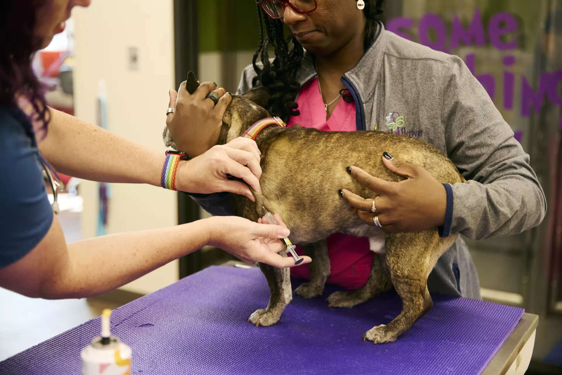 Canine Parvovirus in Dogs